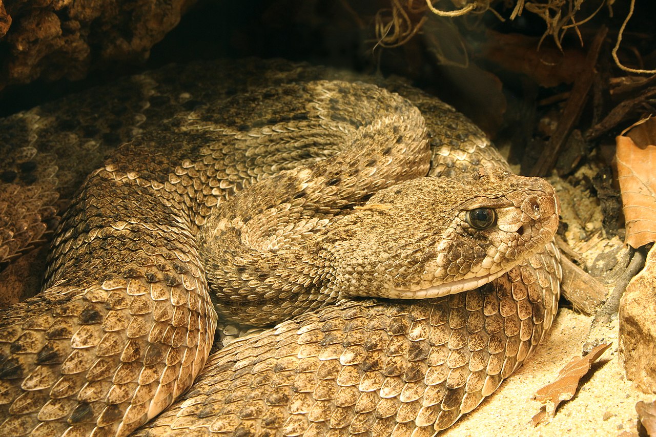 Western Diamondback Rattlesnake (पश्चिमी हीरेदार झनझनिया साँप)